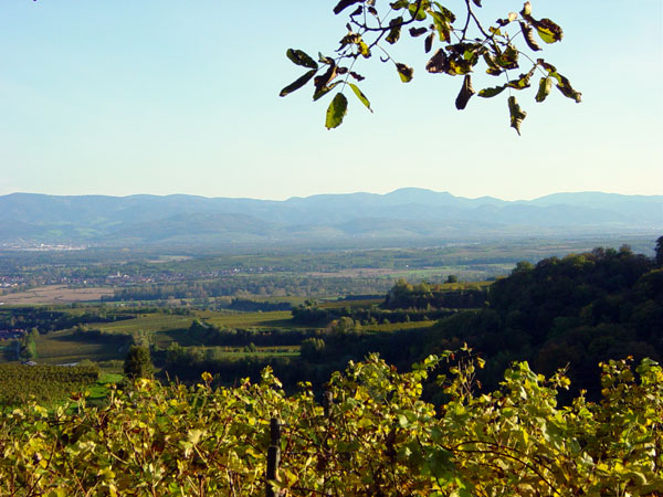 Blick vom Kaiserstuhl auf den Schwarzwald