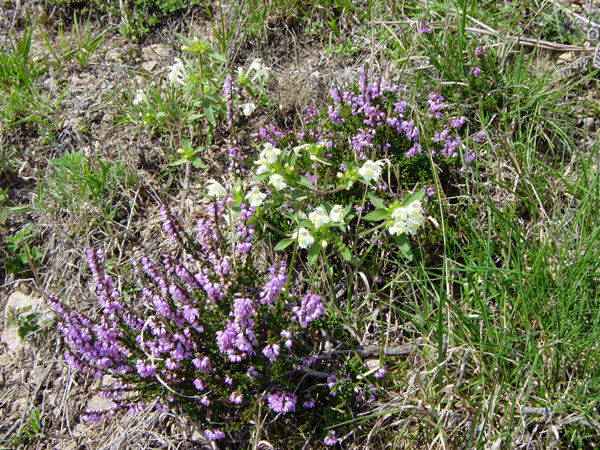 Blumen am Wegrand