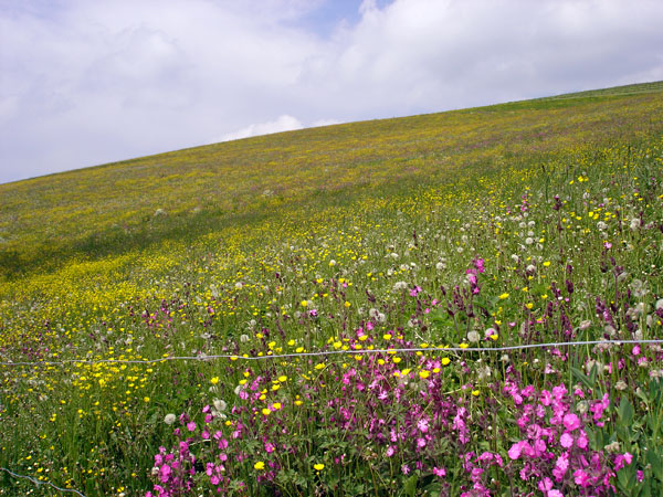 Blumenwiese am Wiedener Eck