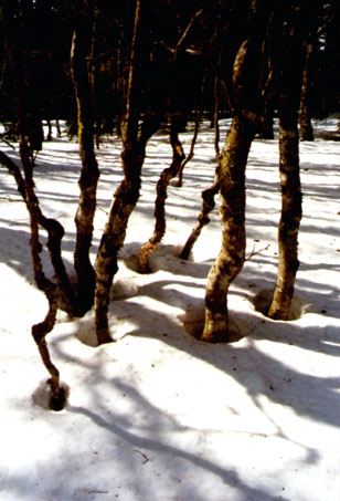 Korkenzieherbuchen an der Hohtann-Loipe