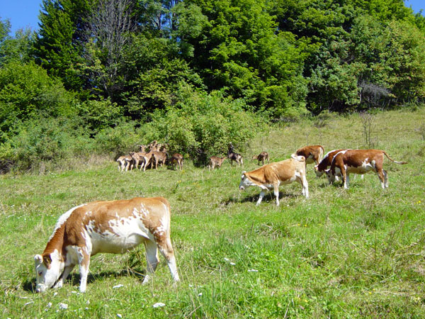 Kühe und Ziegen auf der Bergweide am Haus