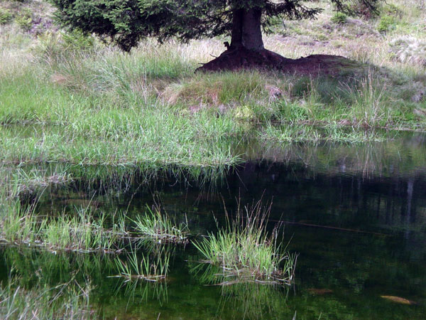 Teich bei der Rheinfelder Skihütte