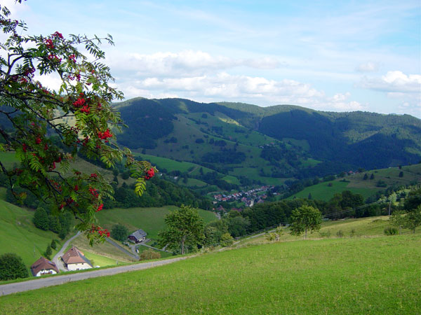 Wieden im Spätsommer