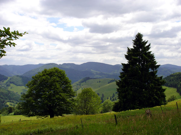 Zwischen Wieden und Rollsbach