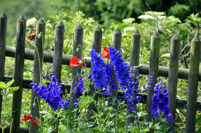 Rittersporn und Mohn am Haus